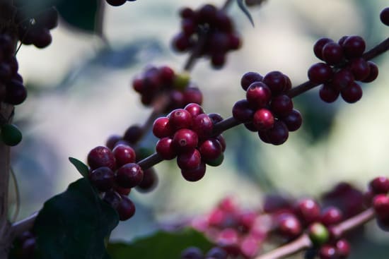 Finca El Negro, Honduras, Espresso