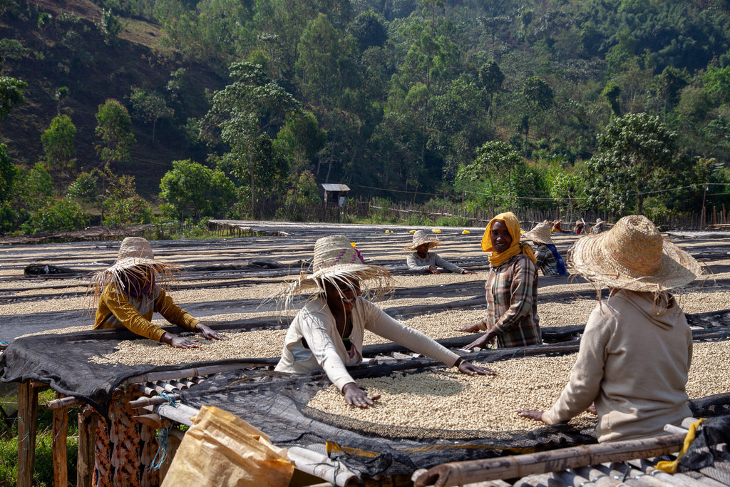 Ayla Bombe Washed, Ethiopia, Filter