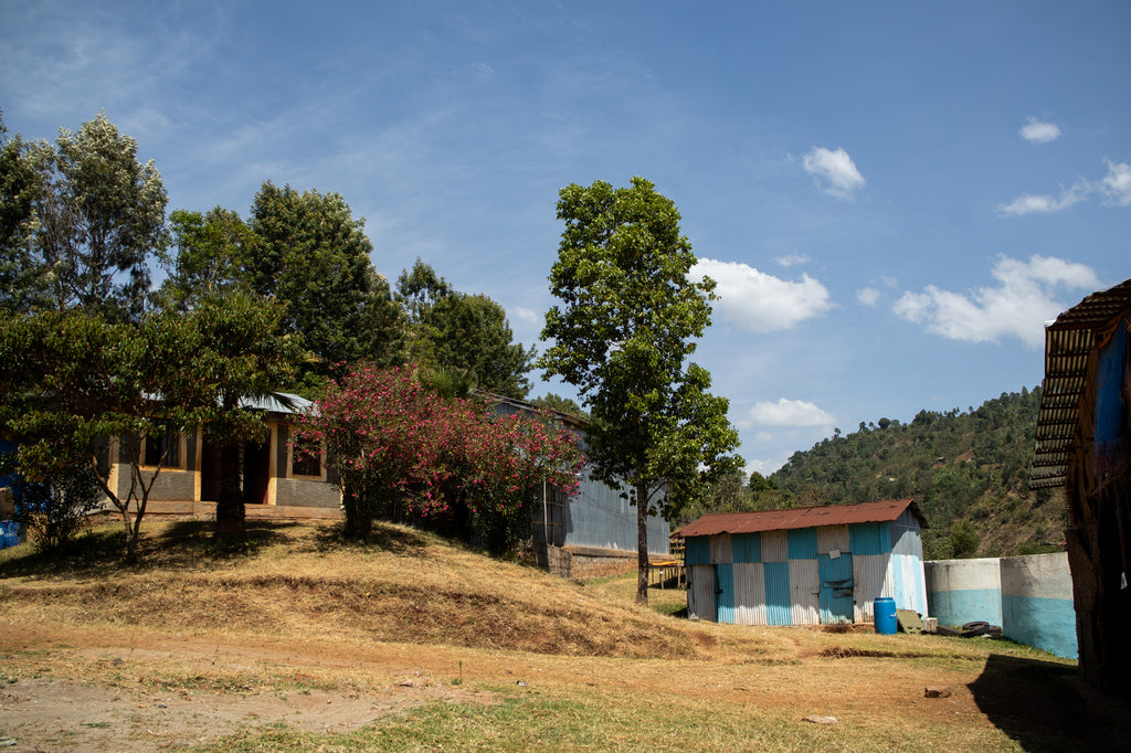 Ayla Bombe Washed, Ethiopia, Filter