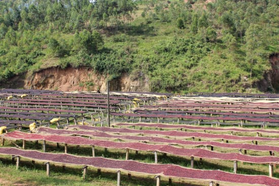 Kibingo, Burundi, Espresso