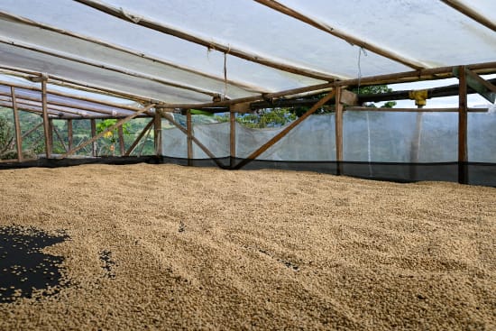 Finca Tamana Decaf, Colombia