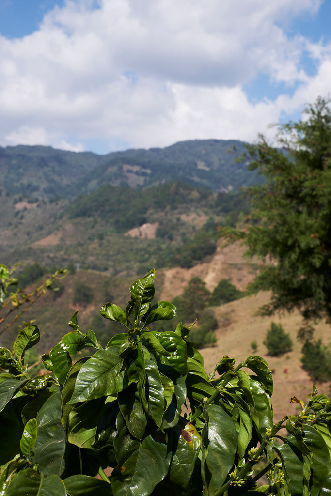 El Barrancon, El Salvador, Filter