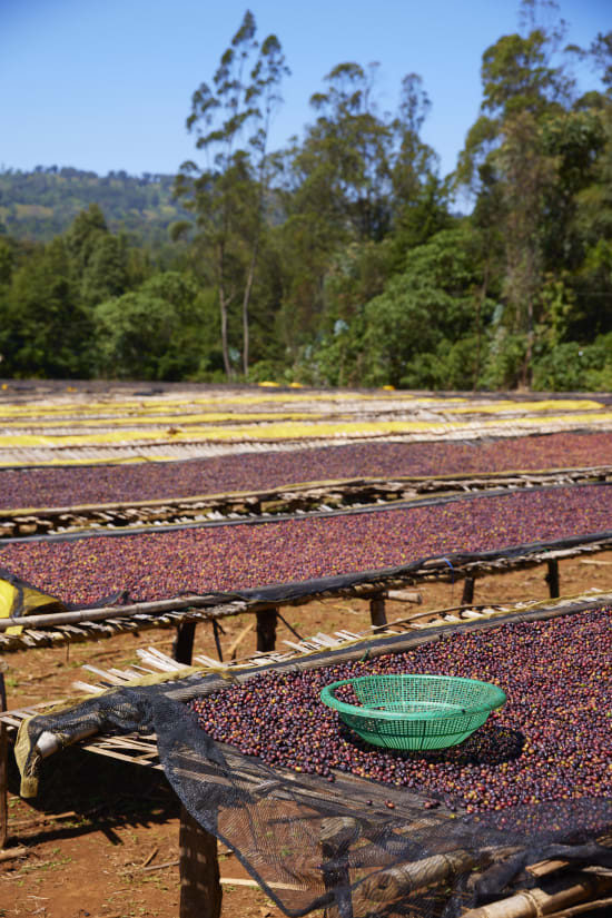 Arsosala, Ethiopia, Espresso