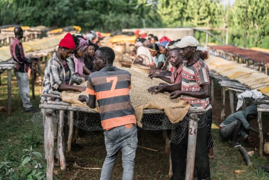 Chelchele, Ethiopia, Espresso