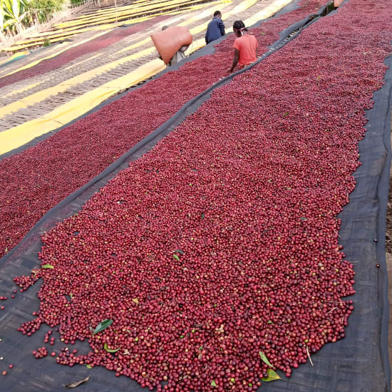 Mr Mengeche Durso, Ethiopia, Filter