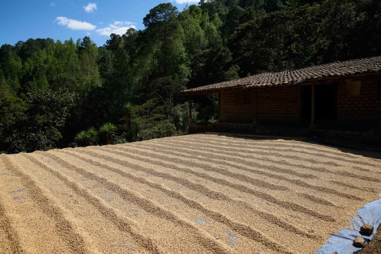 Finca El Negro, Honduras, Espresso