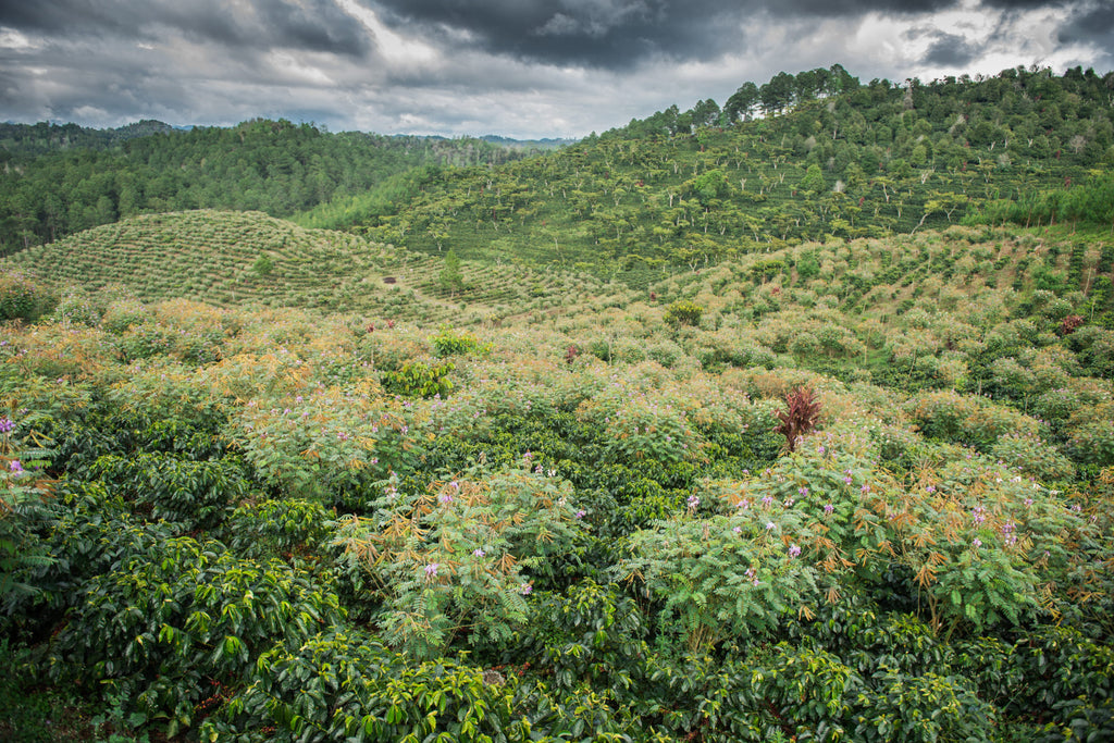 Santa Isabel Esate, Guatemala, Filter