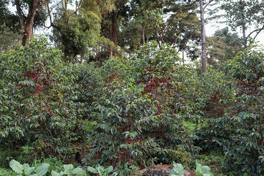 Ayla Bombe Washed, Ethiopia, Filter