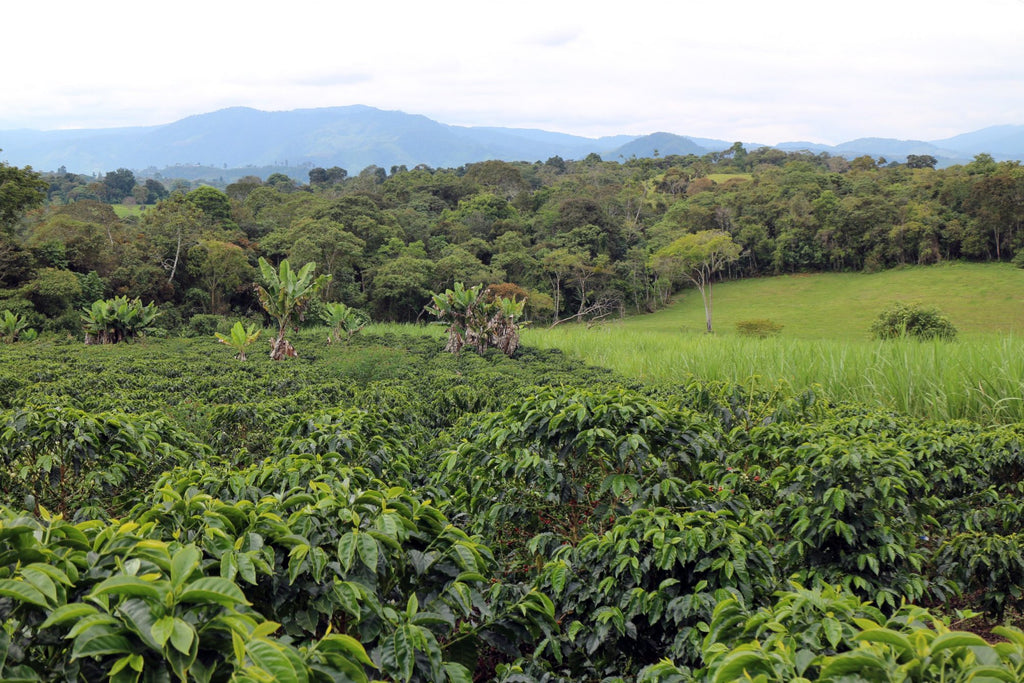 La Loma, Colombia, Filter