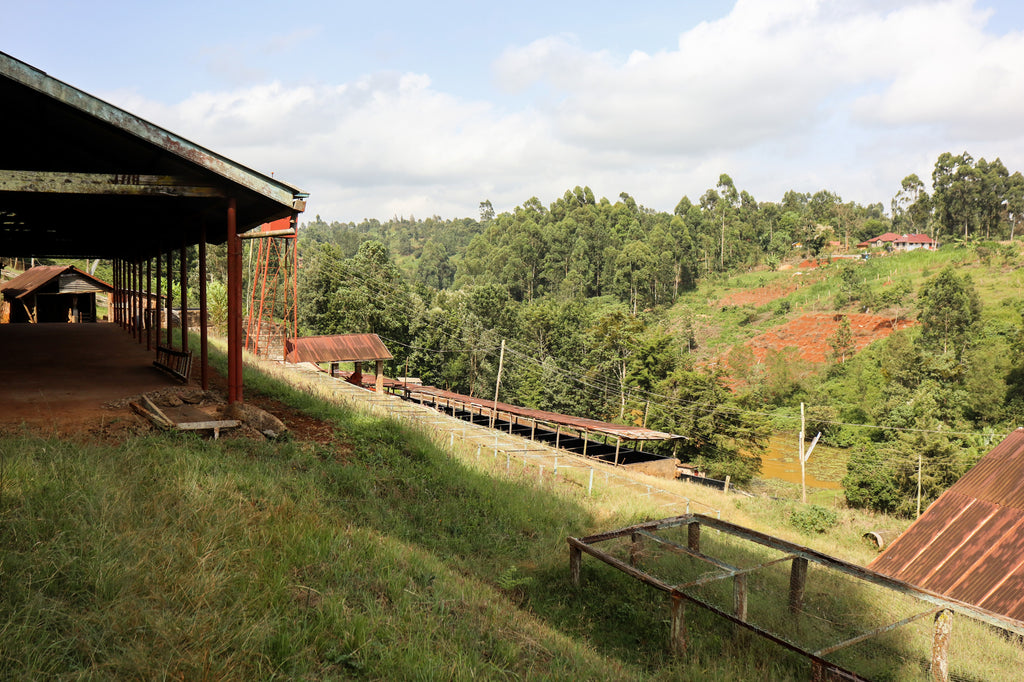 Kiamaina AA, Kenya, Filter