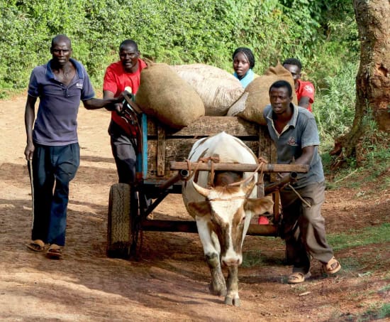 Kiangoi, Kenya, Espresso
