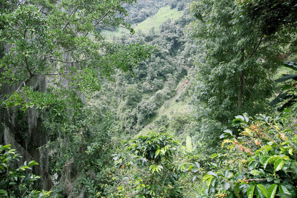 El Diamante 'La Locura', Colombia, Filter