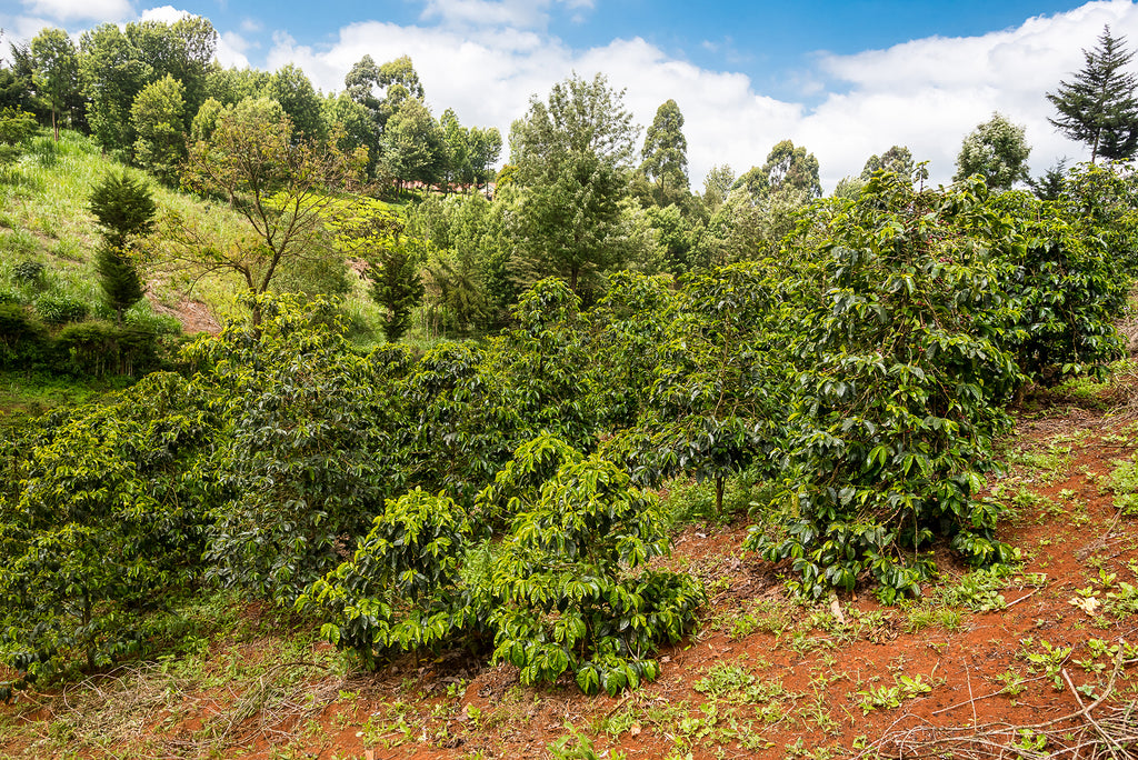 Kiamaina AA, Kenya, Filter