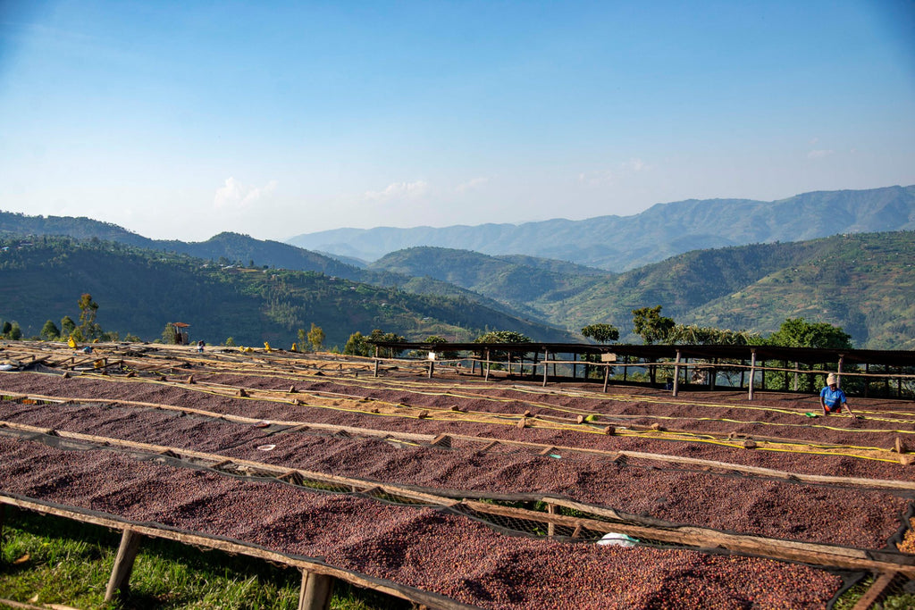 Ruli Anaerobic, Rwanda, Filter