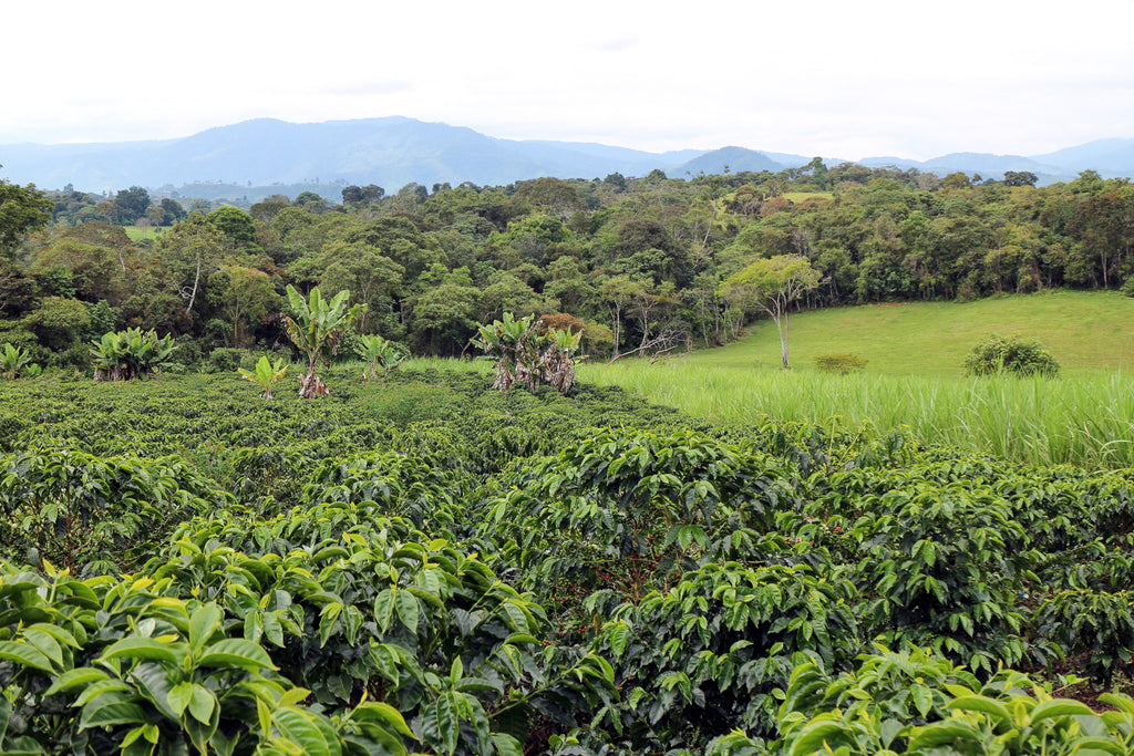 El Bombo, Colombia, Espresso