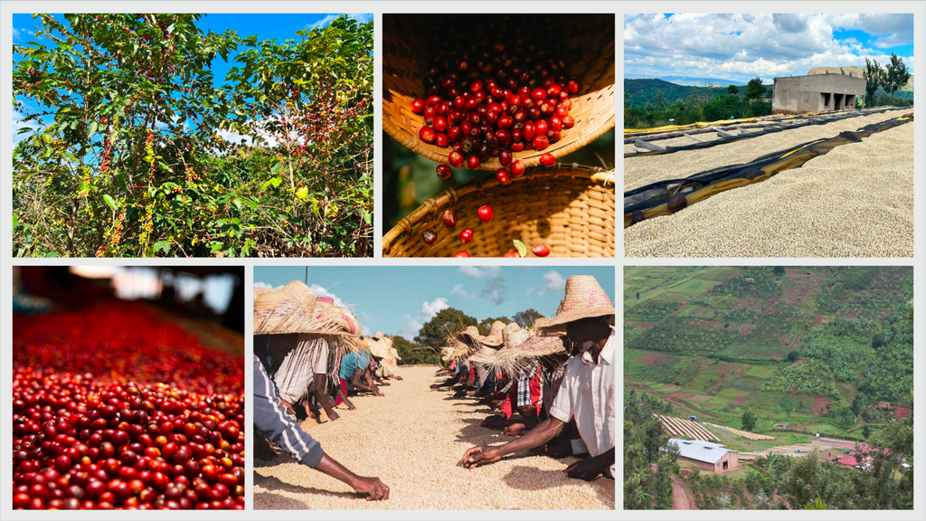 Hambella, Ethiopia, Espresso