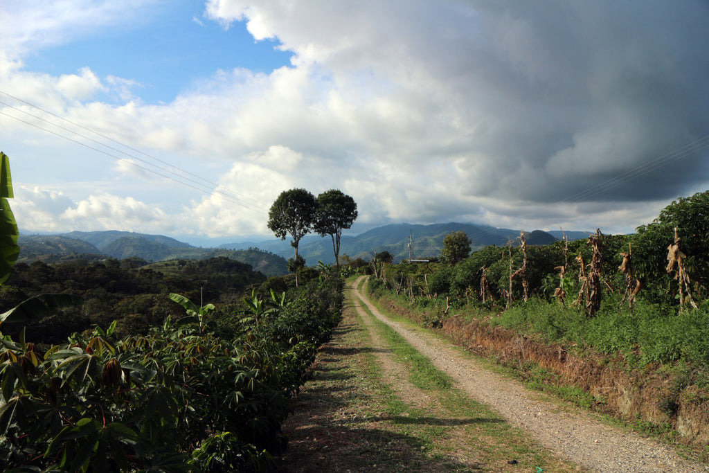 Finca Armenia, Colombia, Filter