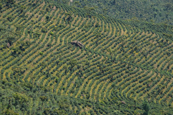 La Providencia, Guatemala, Espresso